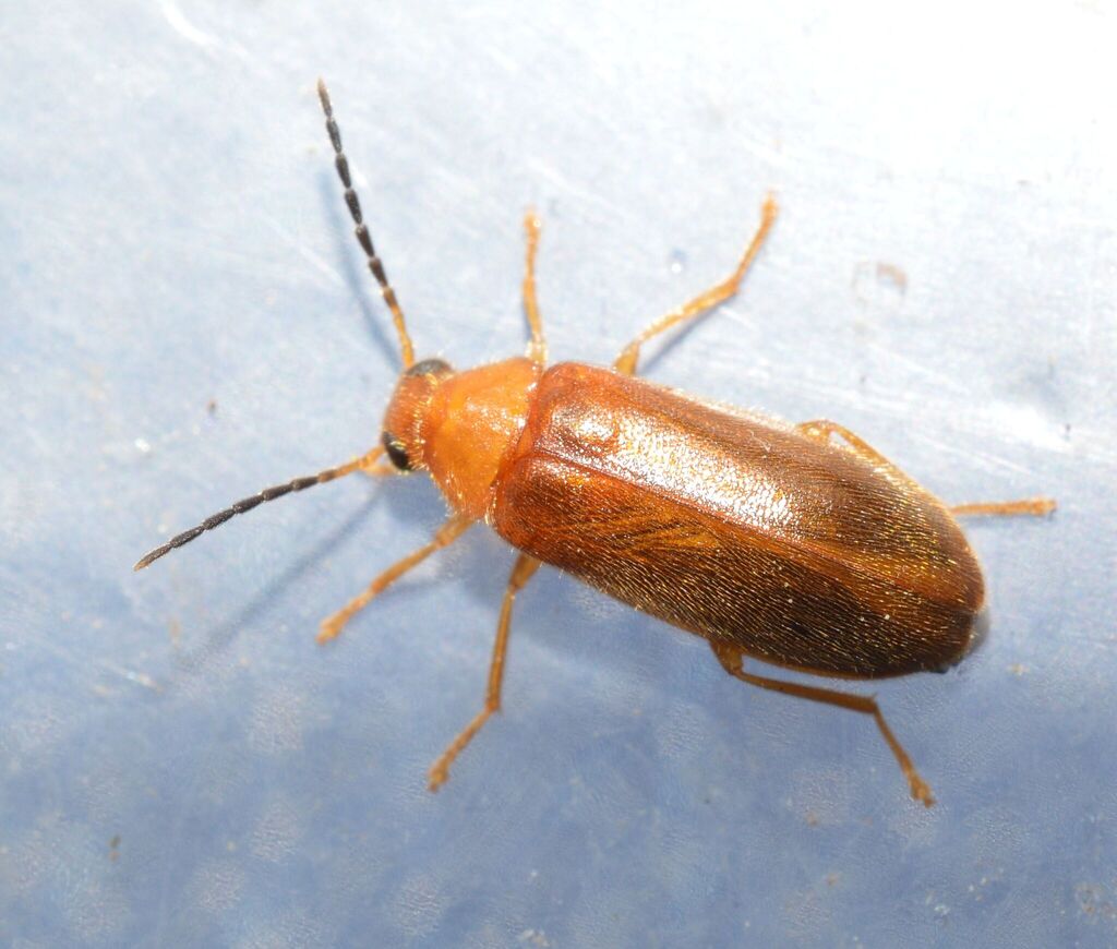 Osphyinae