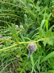 Paracercion hieroglyphicum