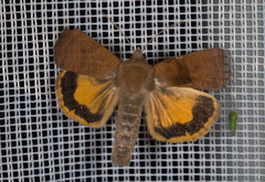 Noctua interjecta