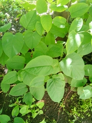 Reynoutria × bohemica