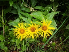 Inula hookeri