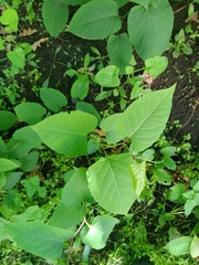 Reynoutria × bohemica