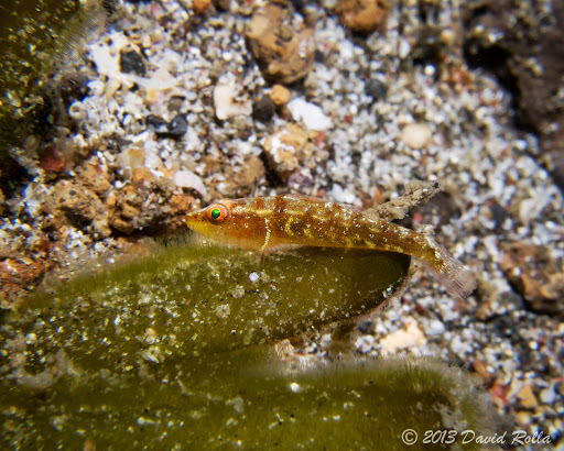Bilobed Ghost Goby