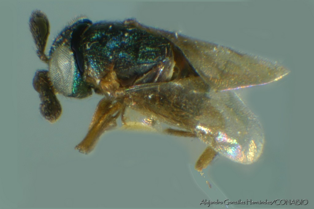 Aenasius vexans