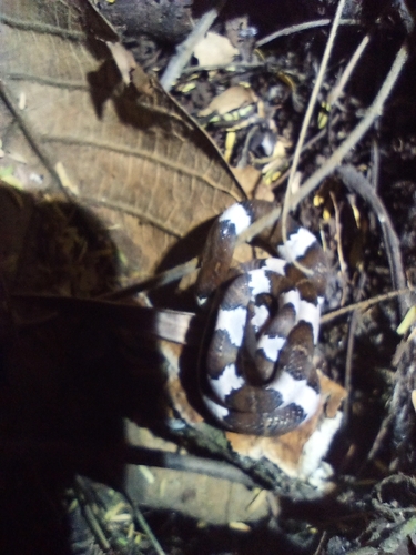 Mexican Lyre Snake