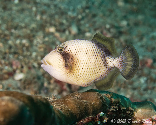 Titan Triggerfish