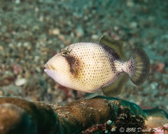 Titan Triggerfish photo 4
