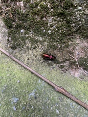 Carabus splendens