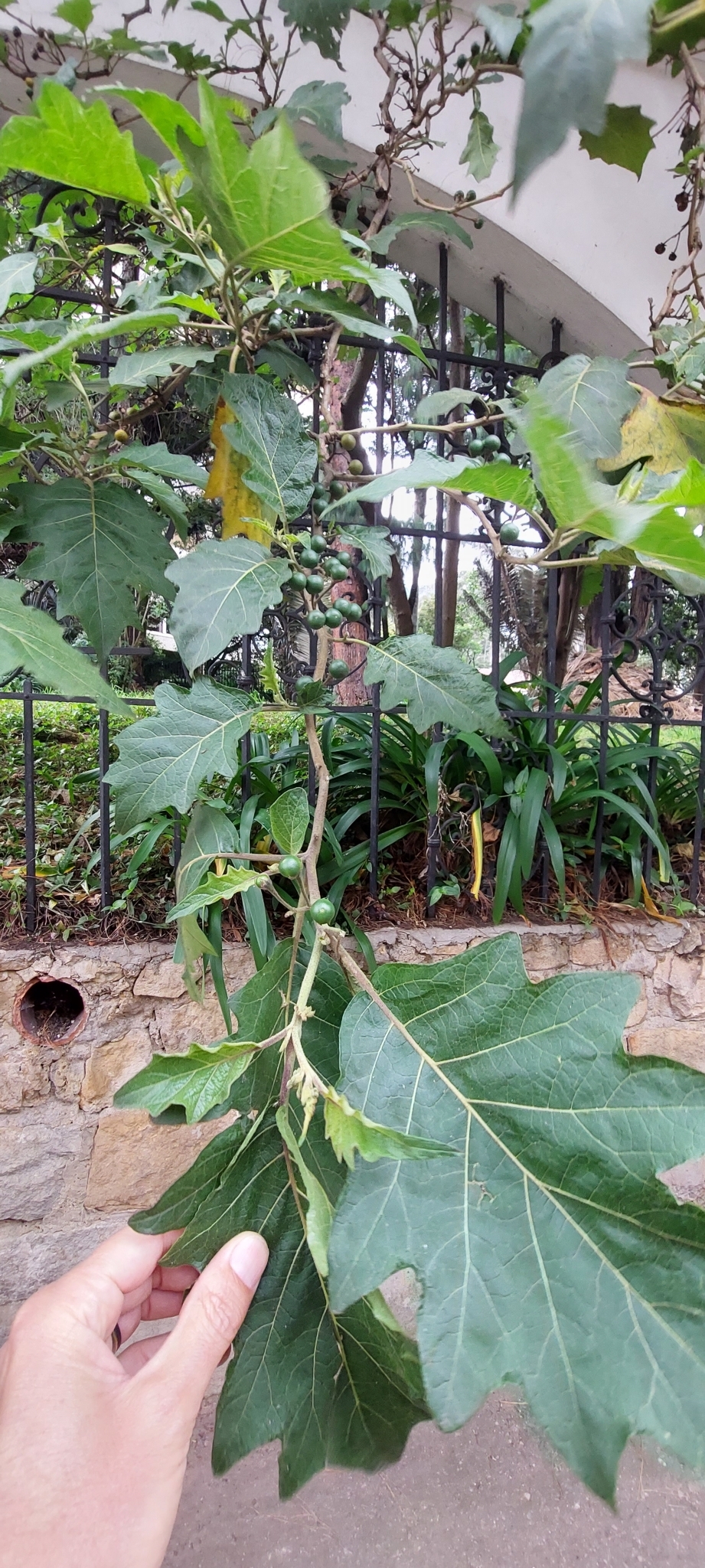 Imagem de Joá-de-capote