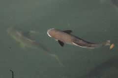 Ellochelon vaigiensis