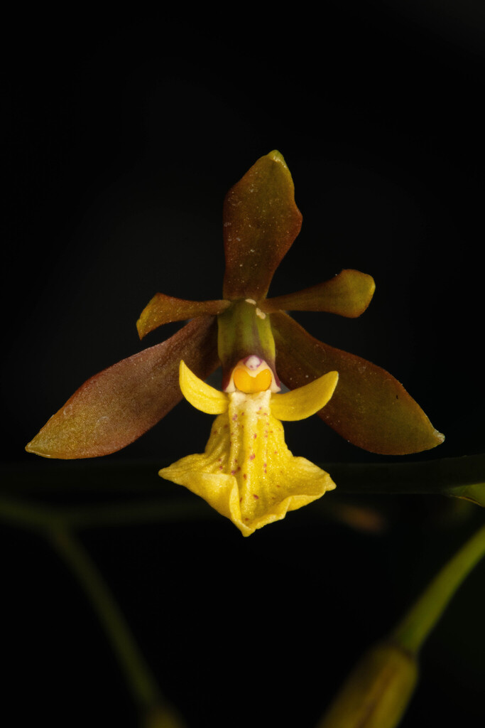 Prosthechea concolor