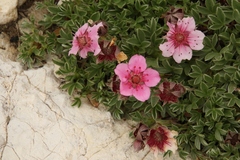 Potentilla nitida