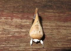 Westermannia superba