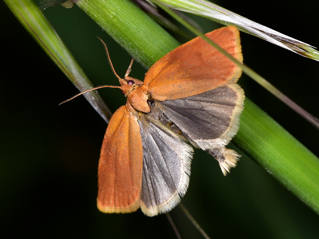 Aphelia peramplana