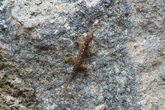 Cnemaspis australis