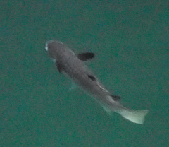 Ellochelon vaigiensis