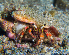 Dardanus sanguinolentus