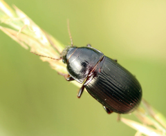 Zabrus tenebrioides