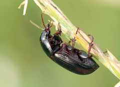 Zabrus tenebrioides