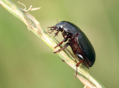 Zabrus tenebrioides