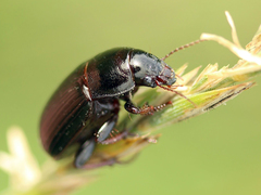 Zabrus tenebrioides