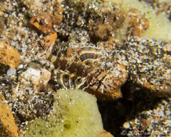 Dendrochirus brachypterus