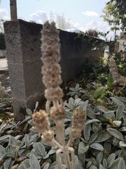 Stachys byzantina