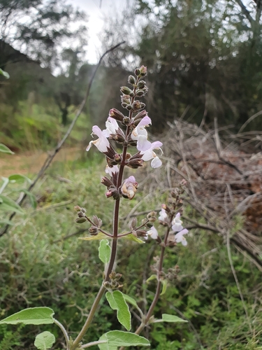 Image of Salvia fruticosa by (c) connyklein, some rights reserved (CC BY)