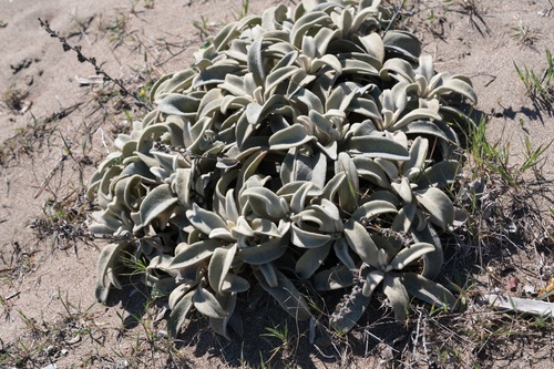 Syrian Mullein (Verbascum syriacum)