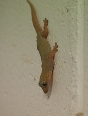 Hemidactylus frenatus