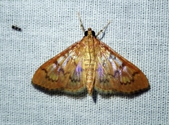 Mimorista subcostalis