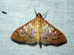 Mimorista subcostalis