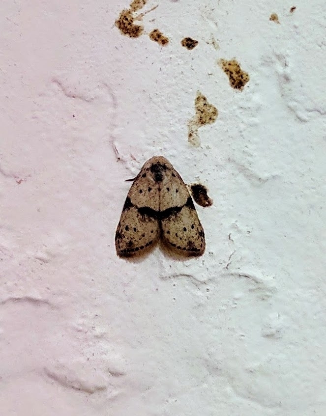 Stictane bipunctulata
