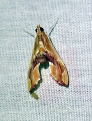 Agathodes monstralis
