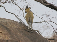 Oreotragus oreotragus transvaalensis