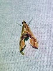 Agathodes monstralis