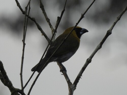 Black-faced Grosbeak (Caryothraustes poliogaster), photo 8