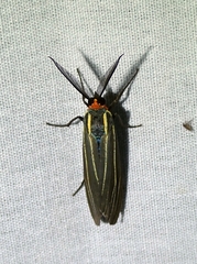 Ctenuchina