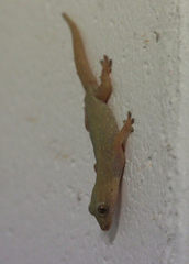 Hemidactylus frenatus