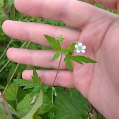 Geranium sibiricum