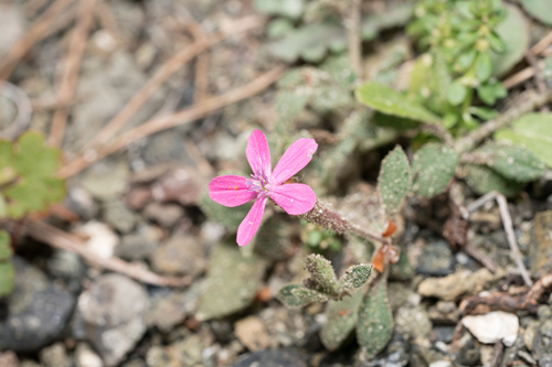 Rhodian Catchfly (Silene salamandra)