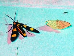 Phoenicoprocta hampsonii