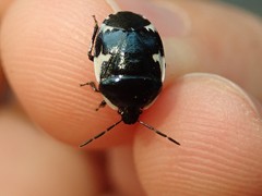Tritomegas sexmaculatus