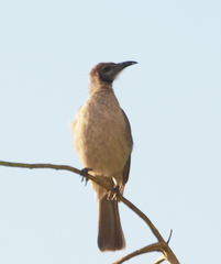 Philemon citreogularis