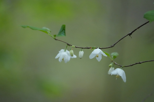 Image of Halesia diptera by (c) Brandon Johnson, some rights reserved (CC BY)