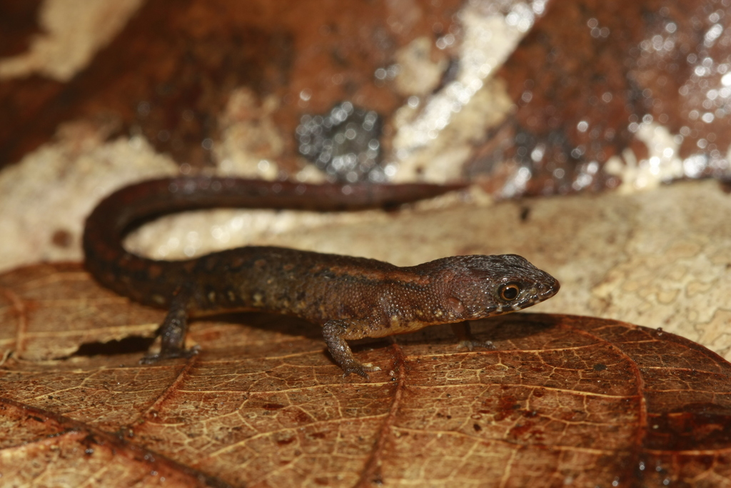 Four-Toed Amapasaurus