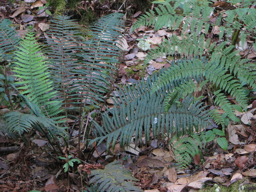 Plagiogyria pycnophylla observed 2008-03-04