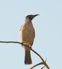 Philemon citreogularis