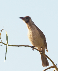 Philemon citreogularis