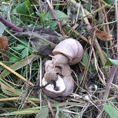 Helix pomatia